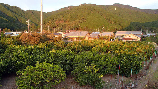 手前はみかん畑